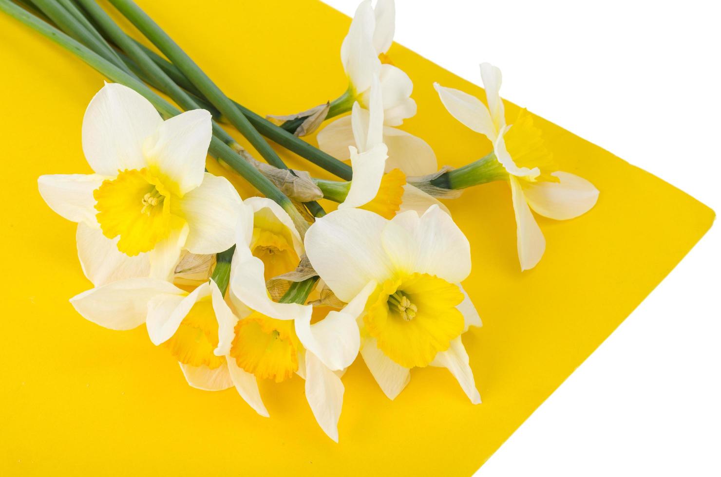 Flores de luz pálida de narcisos sobre fondo amarillo brillante foto