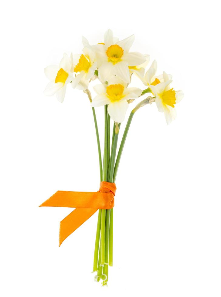 Tender spring garden daffodils on white background. photo