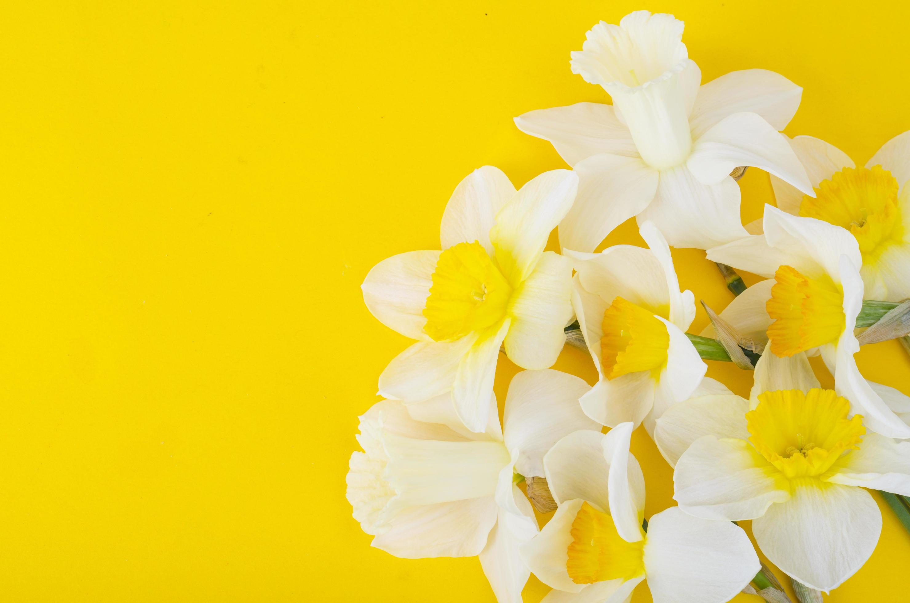 Pale light flowers of daffodils on bright yellow background 4423971 Stock  Photo at Vecteezy