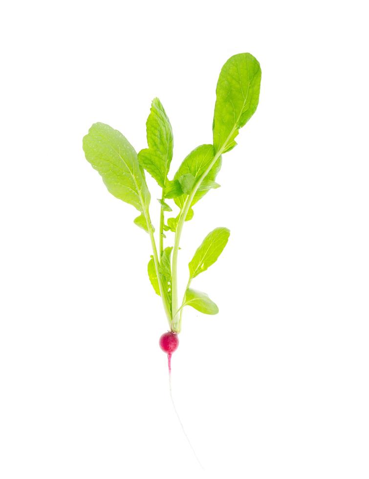 Bunch of fresh eco radishes, vegetables. Photo