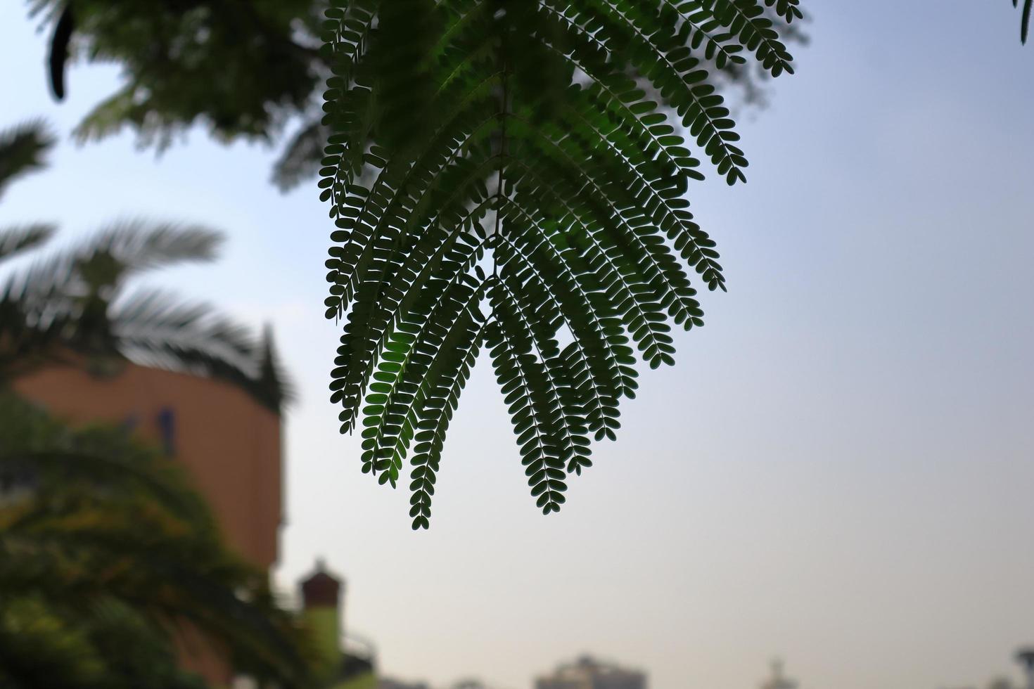 close up of the tree leaf photo