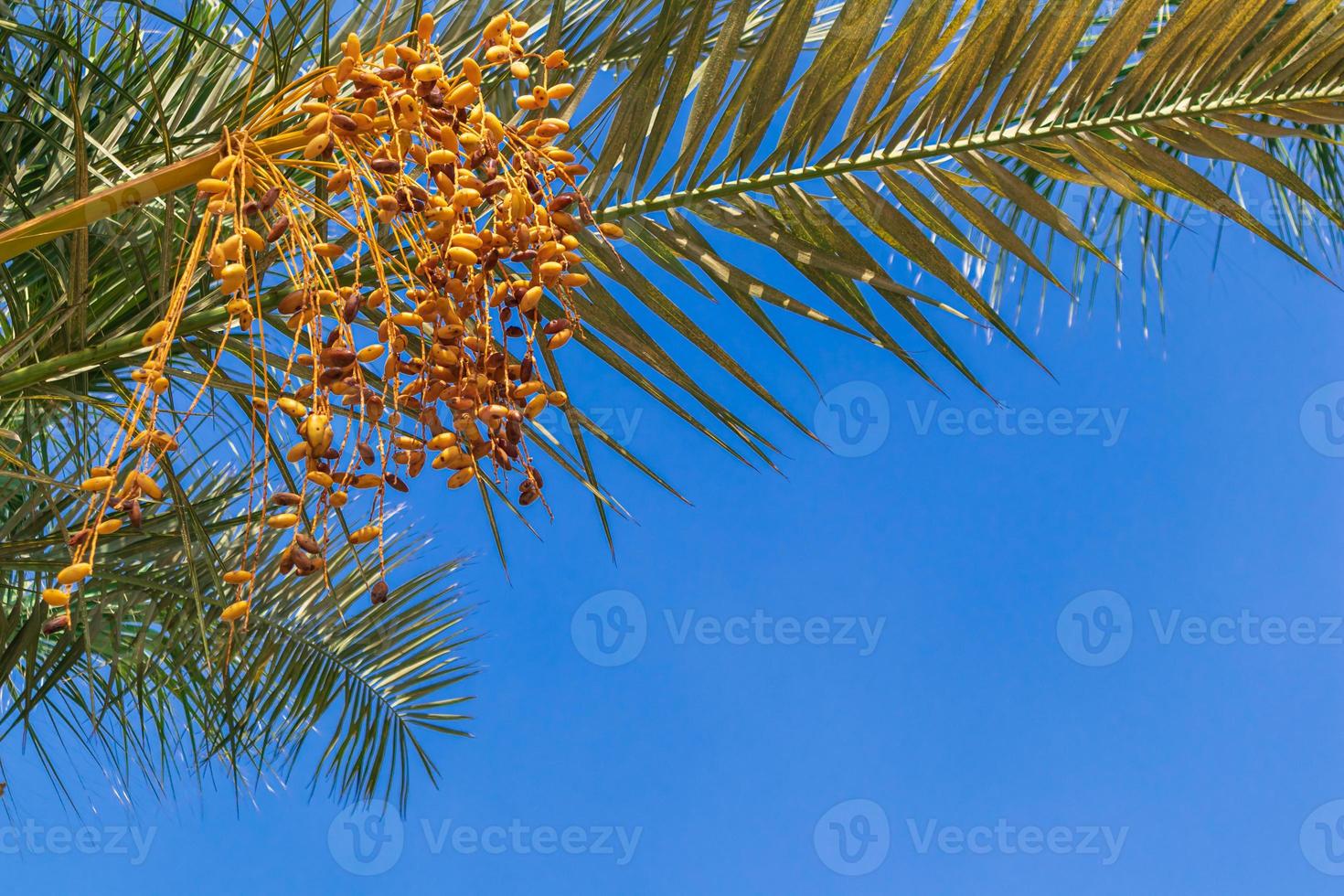 yellow dates on the palm tree branch photo