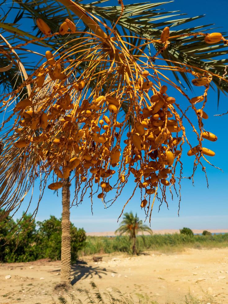 yellow dates fruit of the palm tree photo