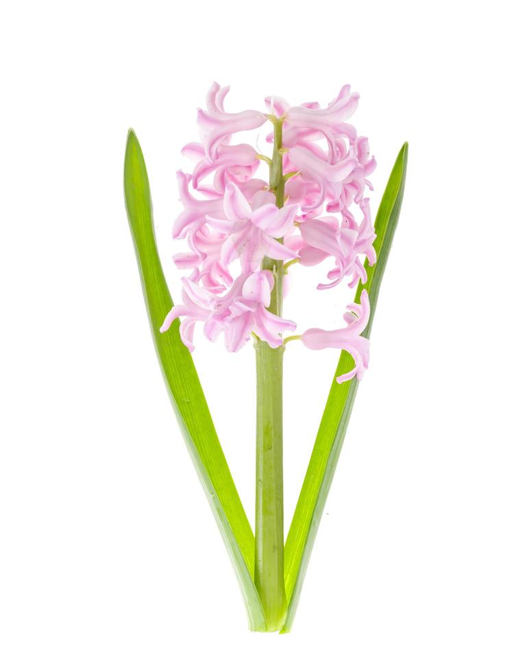 Pastel garden hyacinths on white background. Photo 4424193 Stock Photo ...