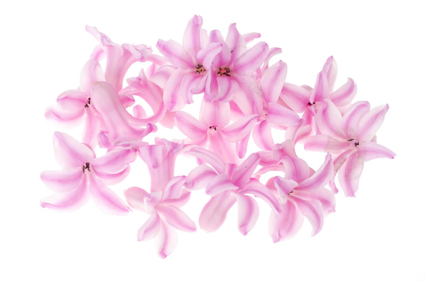 Small hyacinth flowers isolated on white background photo