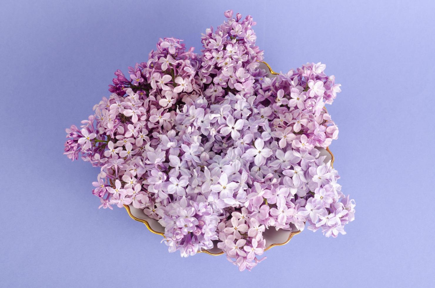 Blooming lilac branches on bright background. Studio Photo