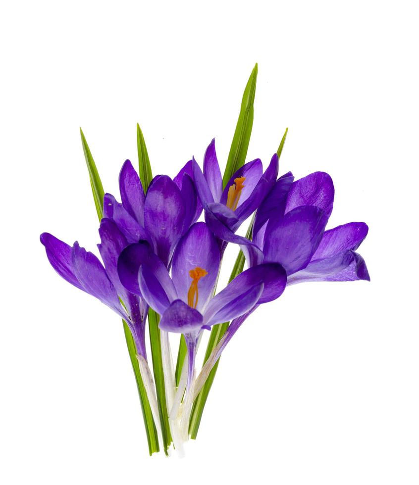 Purple crocus flowers isolated on white background. photo