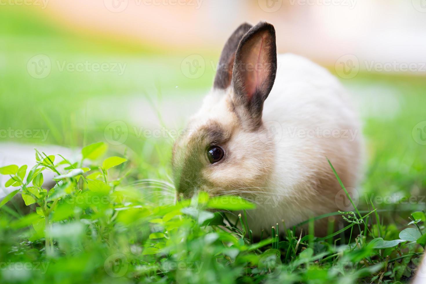 Rabbit was eating tops grass on green lawn. photo