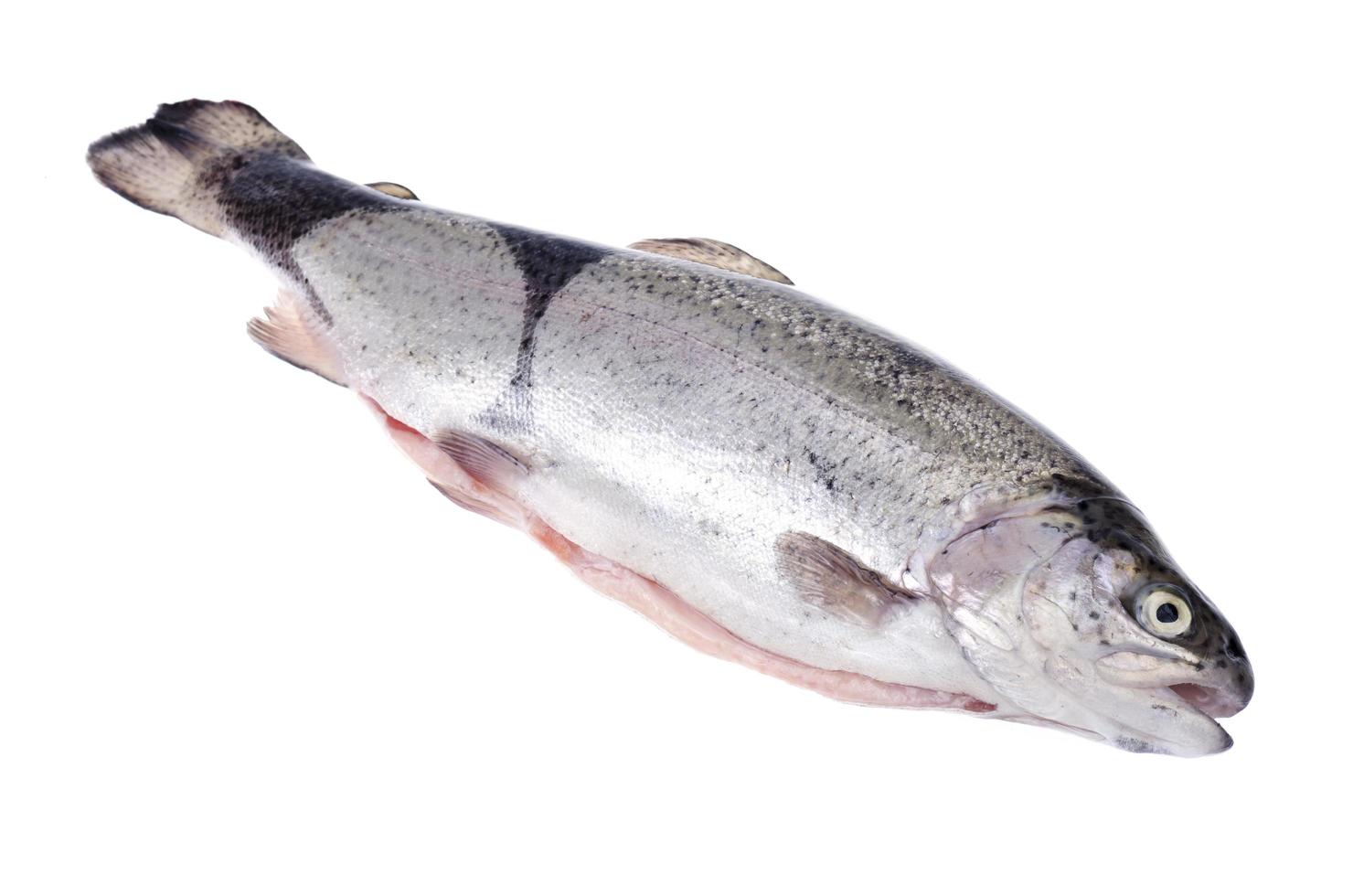 Trucha arco iris pelada para cocinar platos de pescado sobre fondo blanco. foto