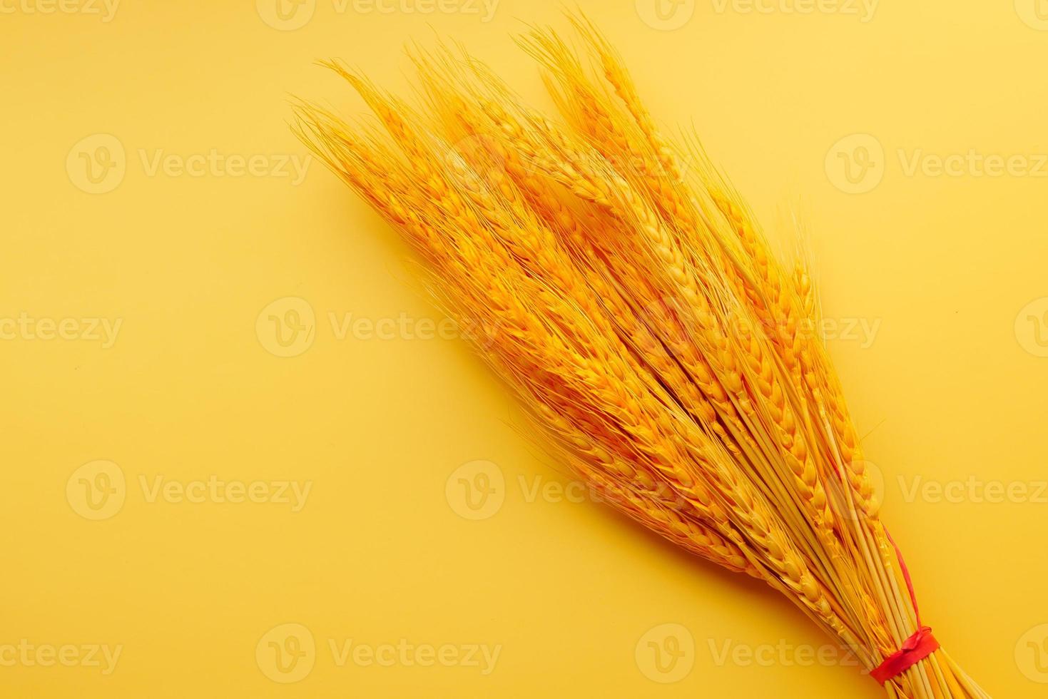 detail shot of wheat spikelets on table photo