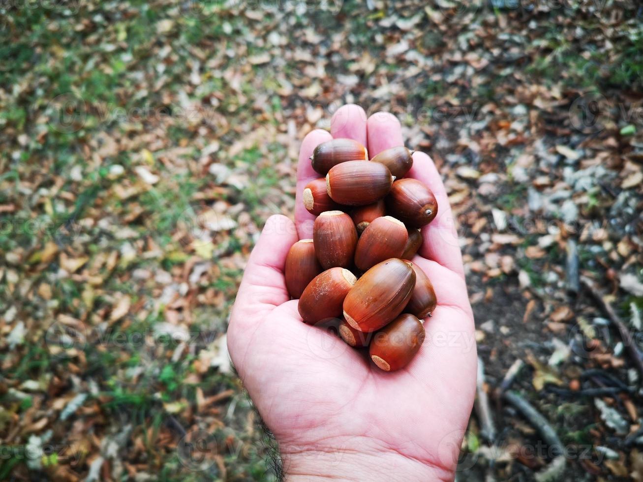acorns in the hand photo