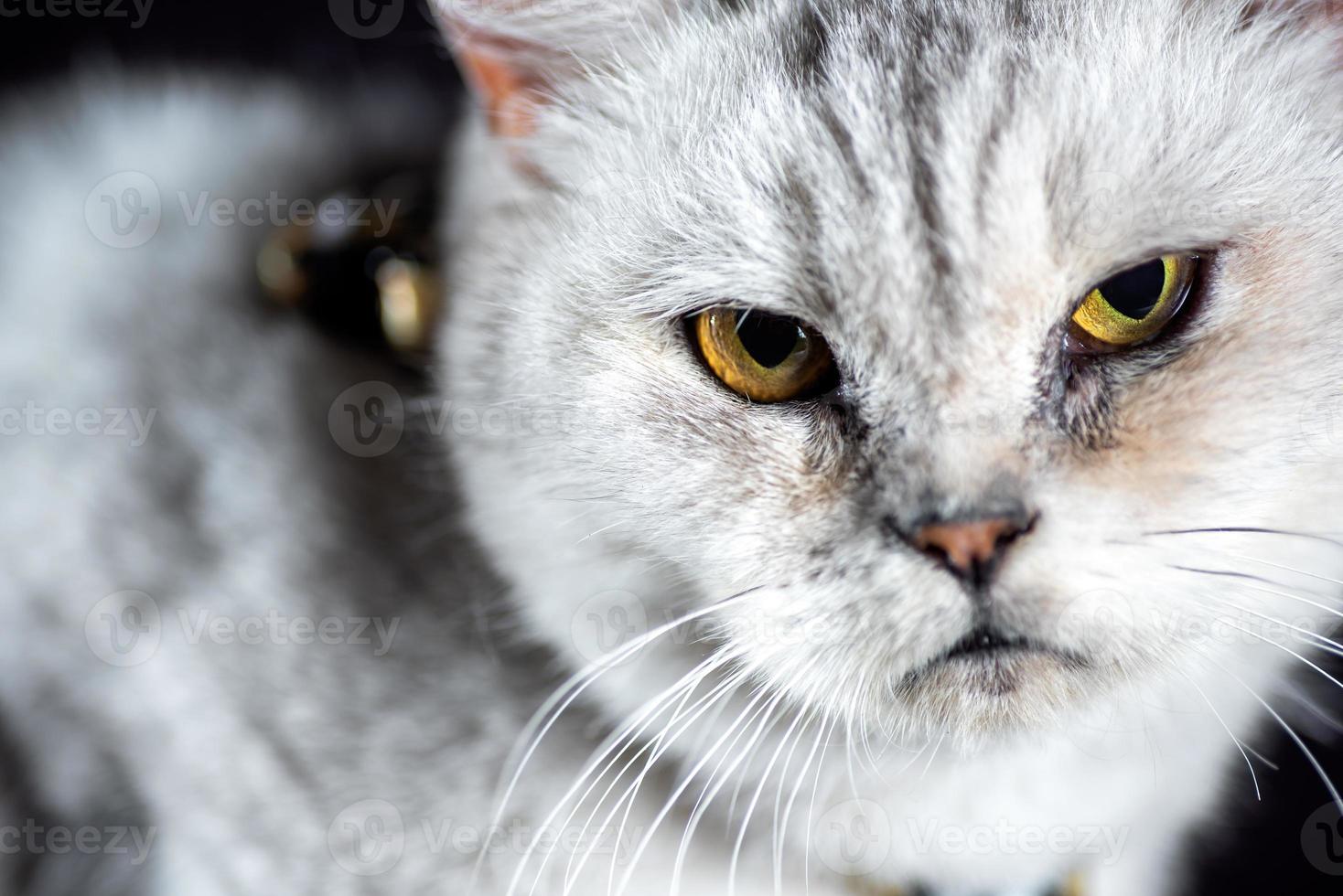 retrato de un gato gris foto