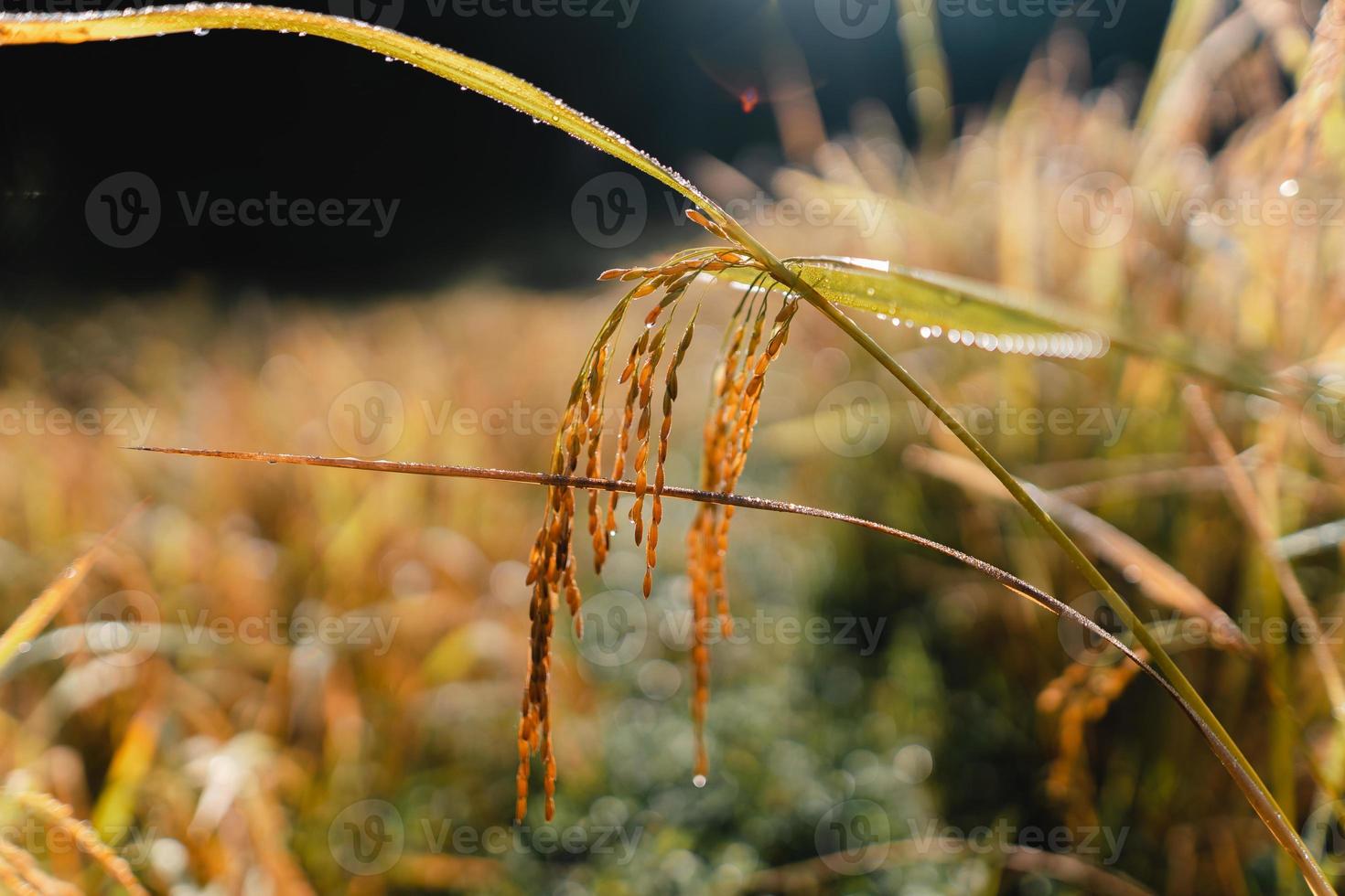 Campos de arroz dorado por la mañana antes de la cosecha. foto