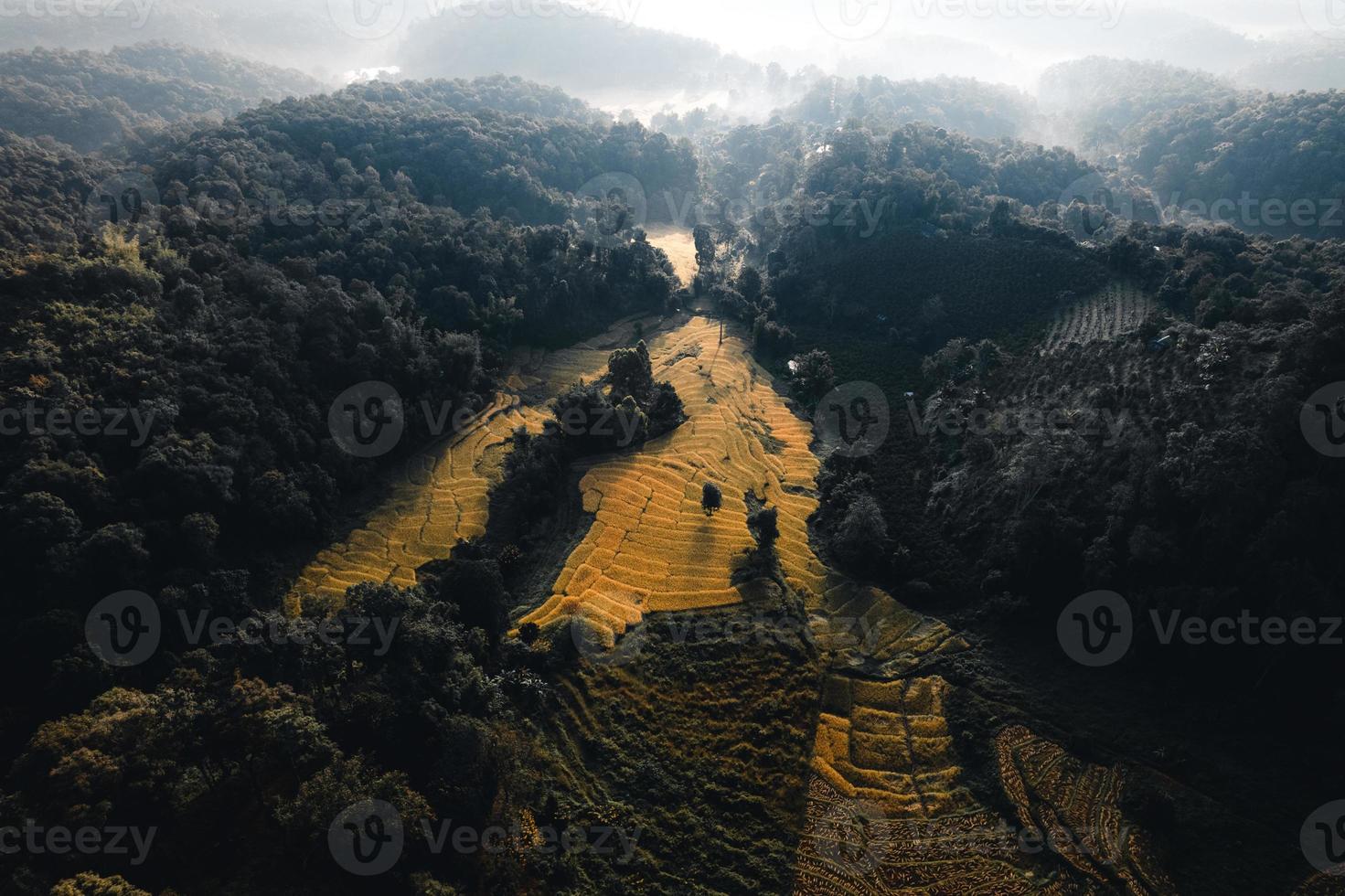 Vista aérea del campo de la terraza de arroz dorado en la mañana foto