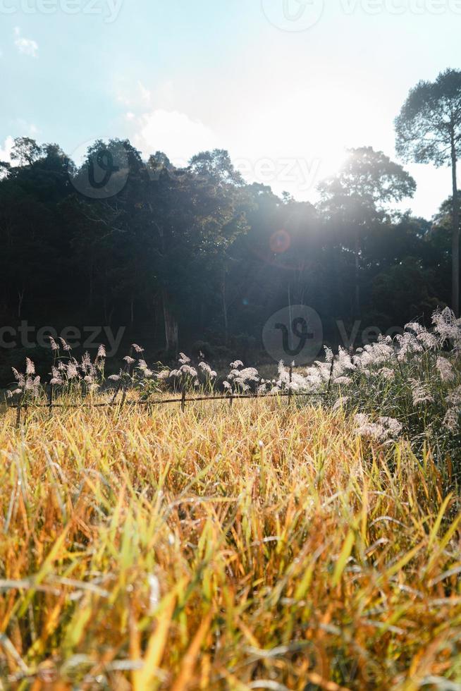 Campos de arroz dorado por la mañana antes de la cosecha. foto