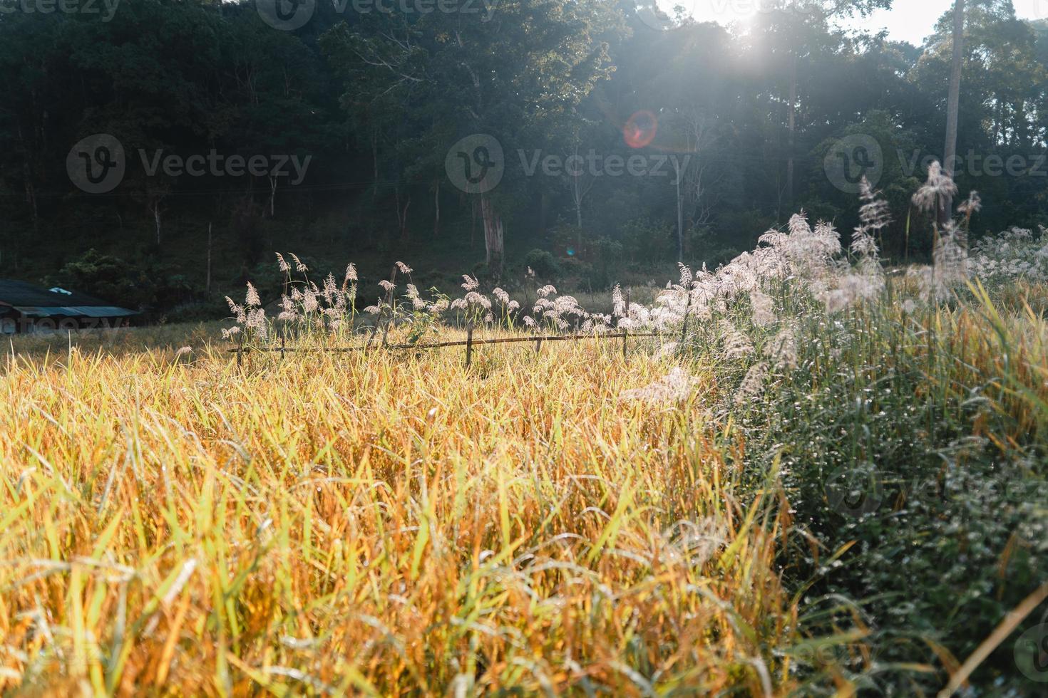 Golden rice fields in the morning before harvesting photo