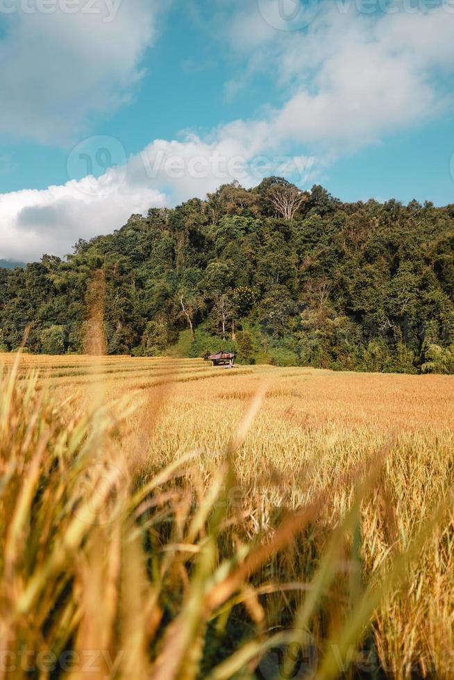 Golden rice fields in the morning before harvesting photo
