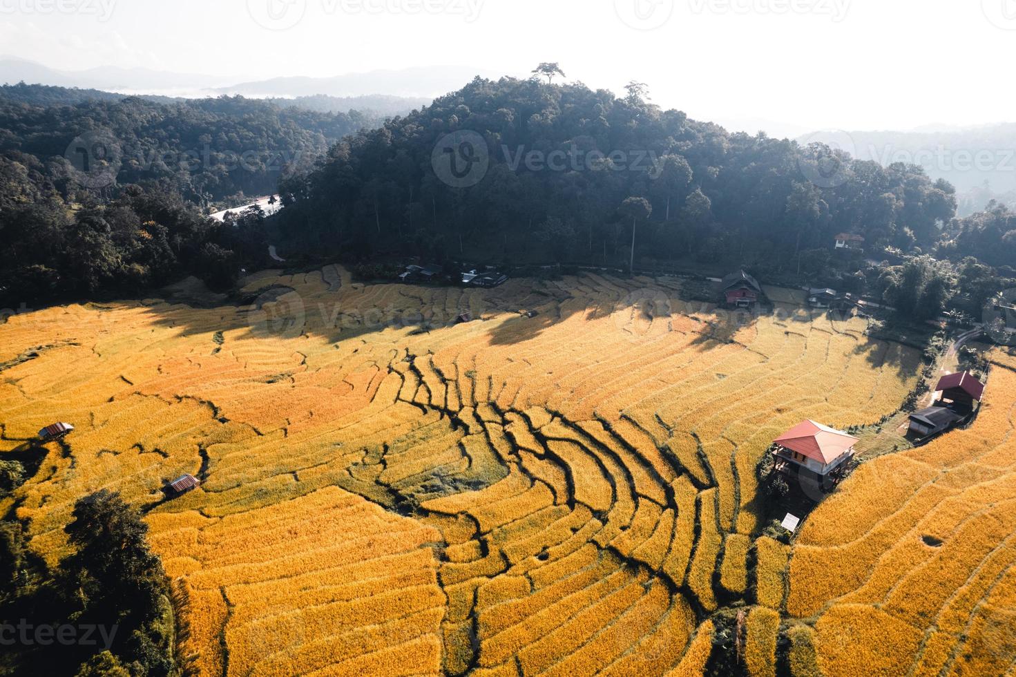 Vista aérea del campo de la terraza de arroz dorado en la mañana foto