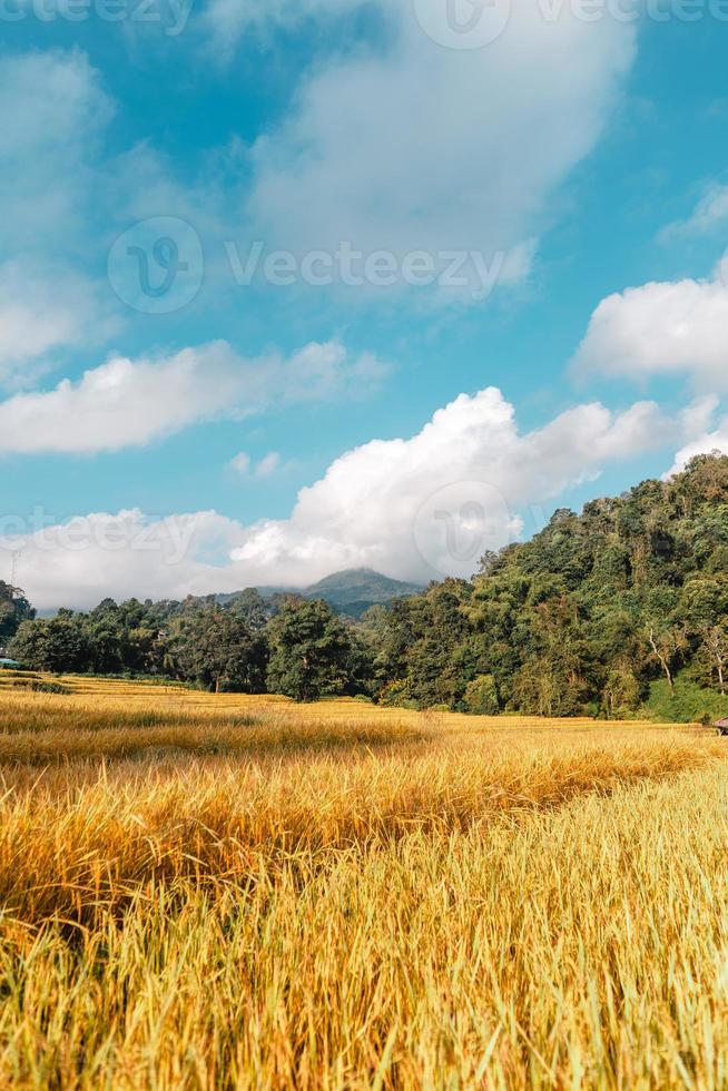 Campos de arroz dorado por la mañana antes de la cosecha. foto