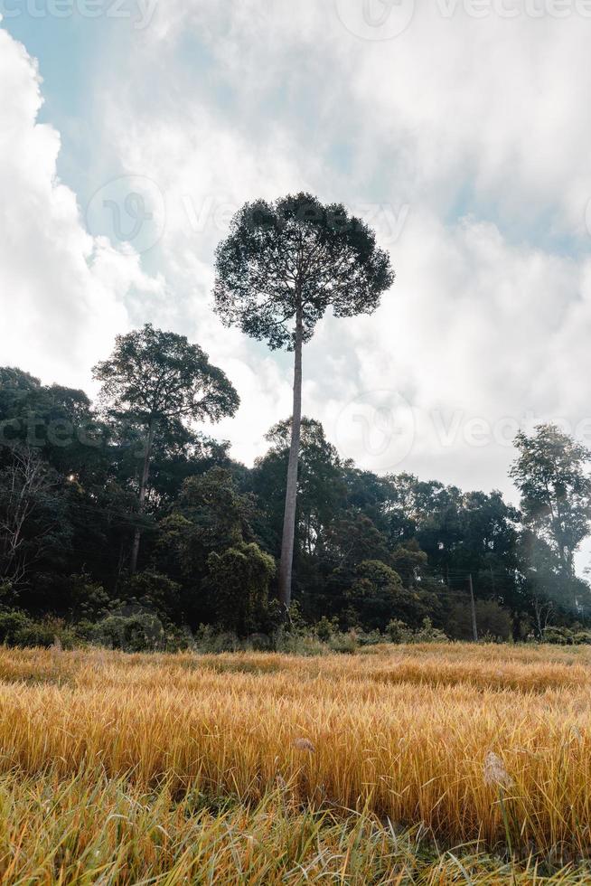 Golden rice fields in the morning before harvesting photo