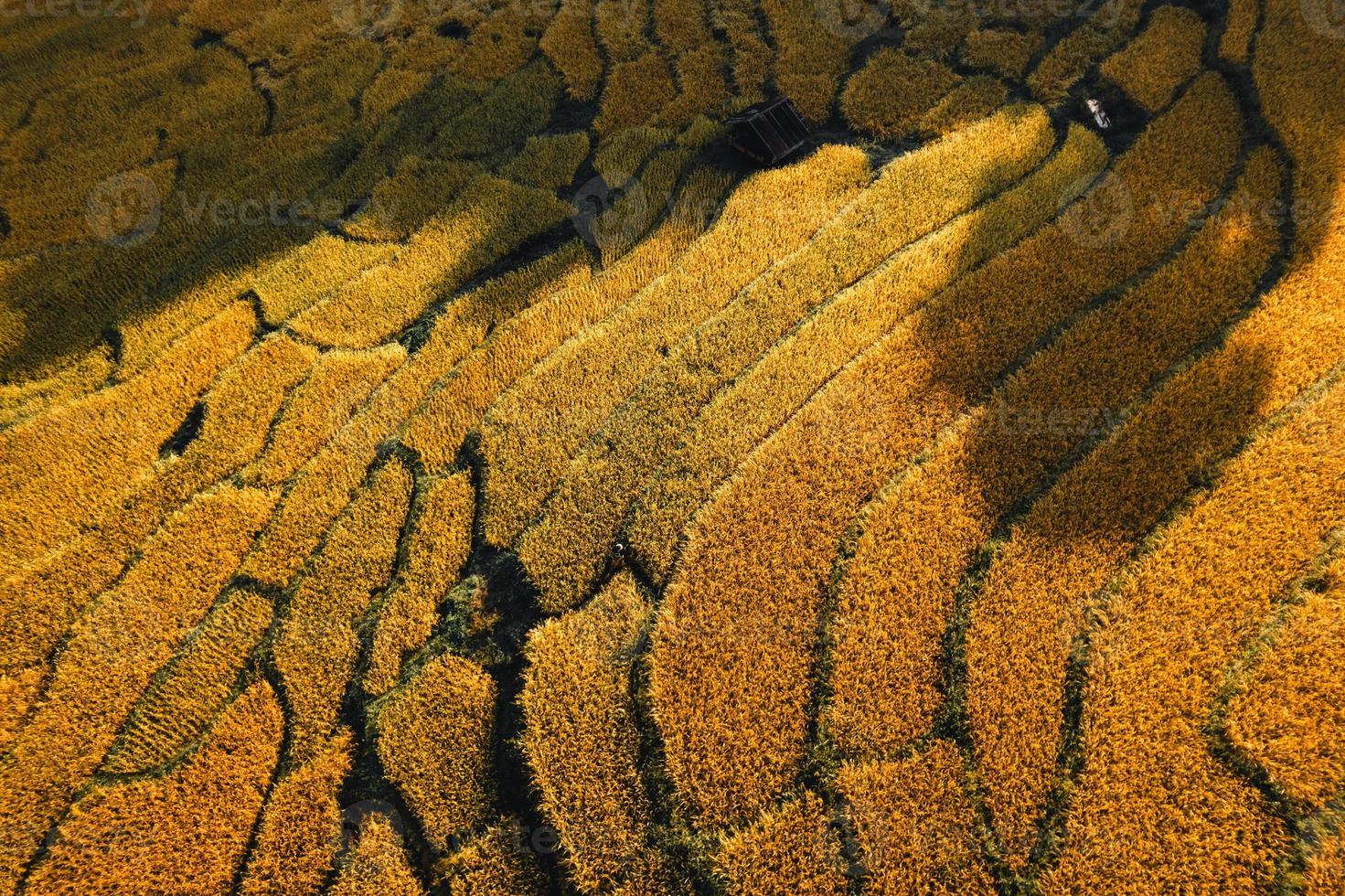 Vista aérea del campo de la terraza de arroz dorado en la mañana foto