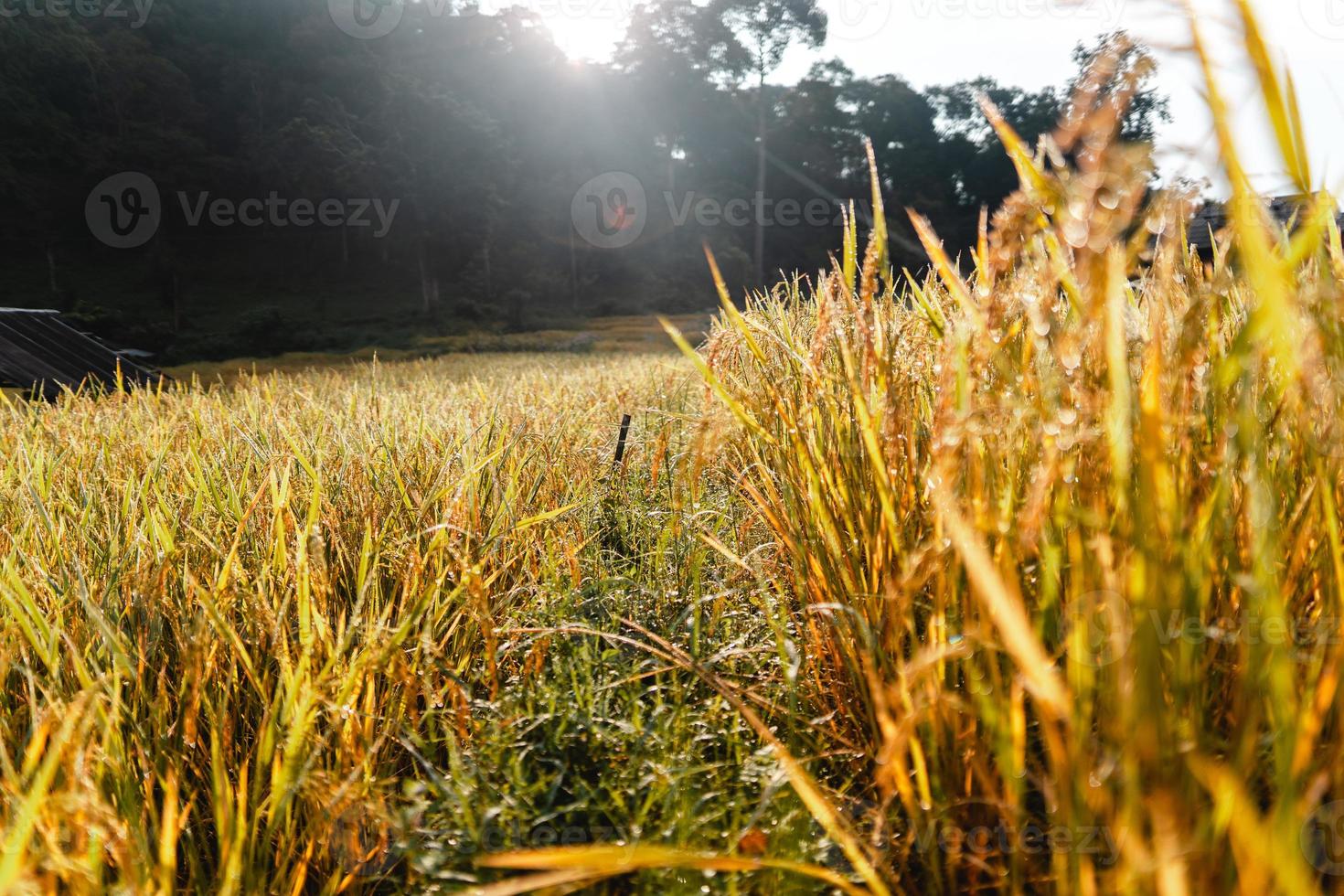 Campos de arroz dorado por la mañana antes de la cosecha. foto