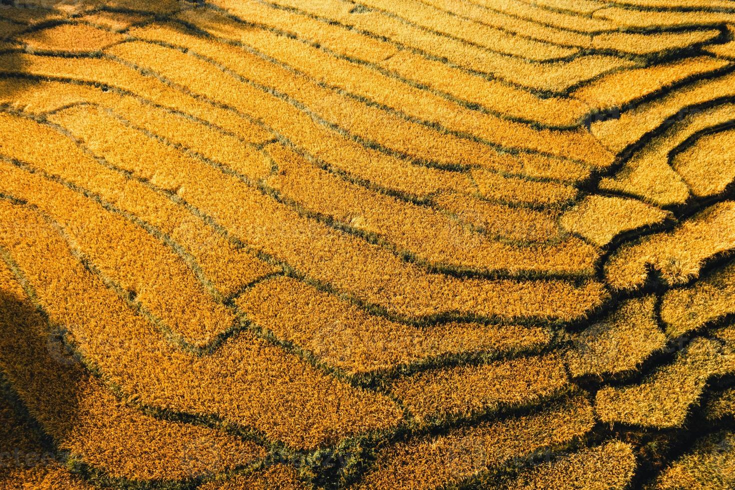 Vista aérea del campo de la terraza de arroz dorado en la mañana foto