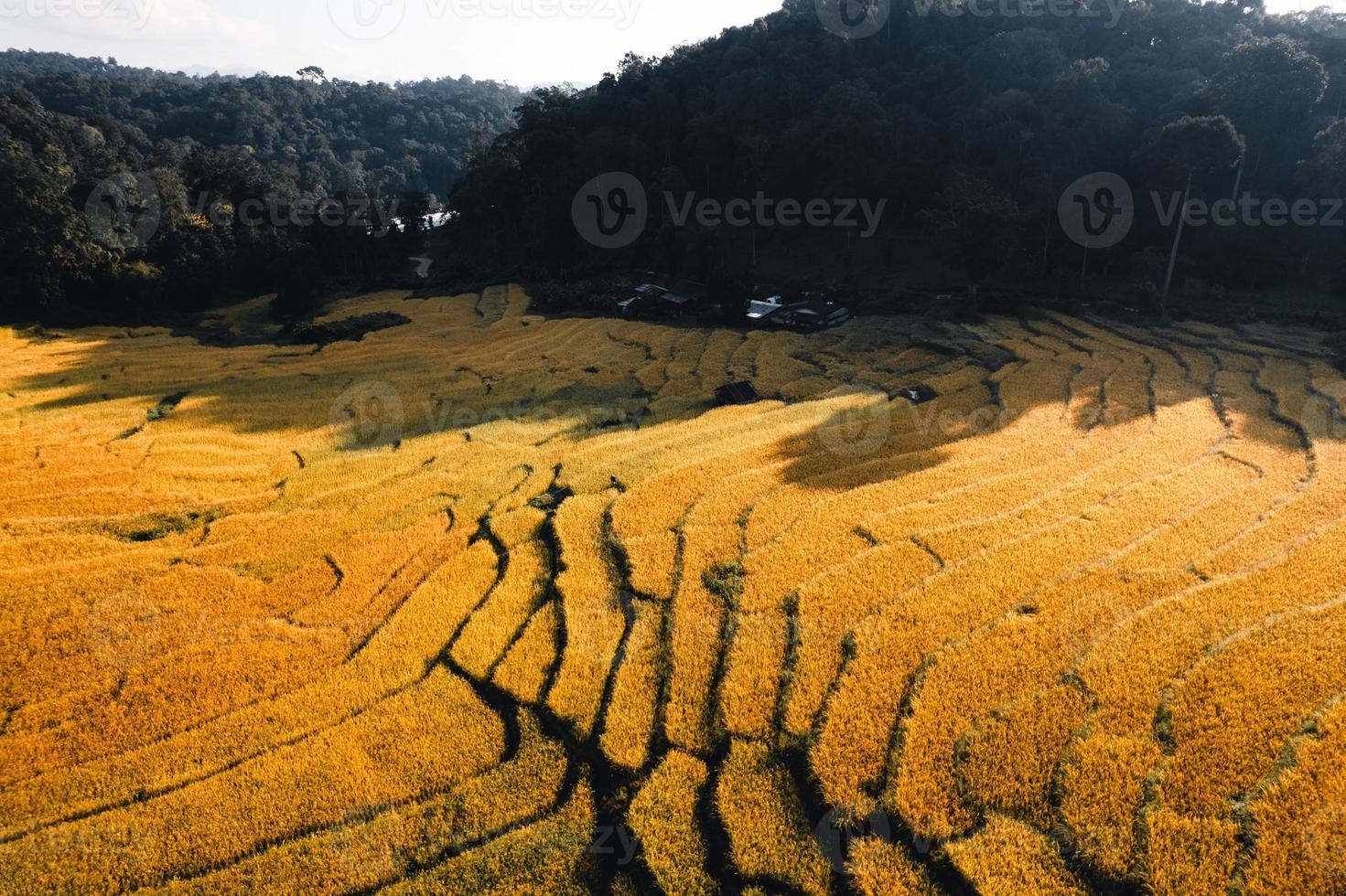 Vista aérea del campo de la terraza de arroz dorado en la mañana foto