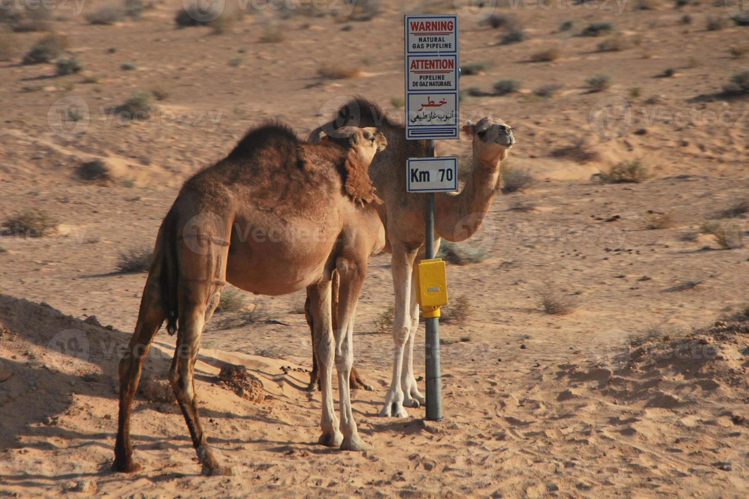 dromedary at signpost photo