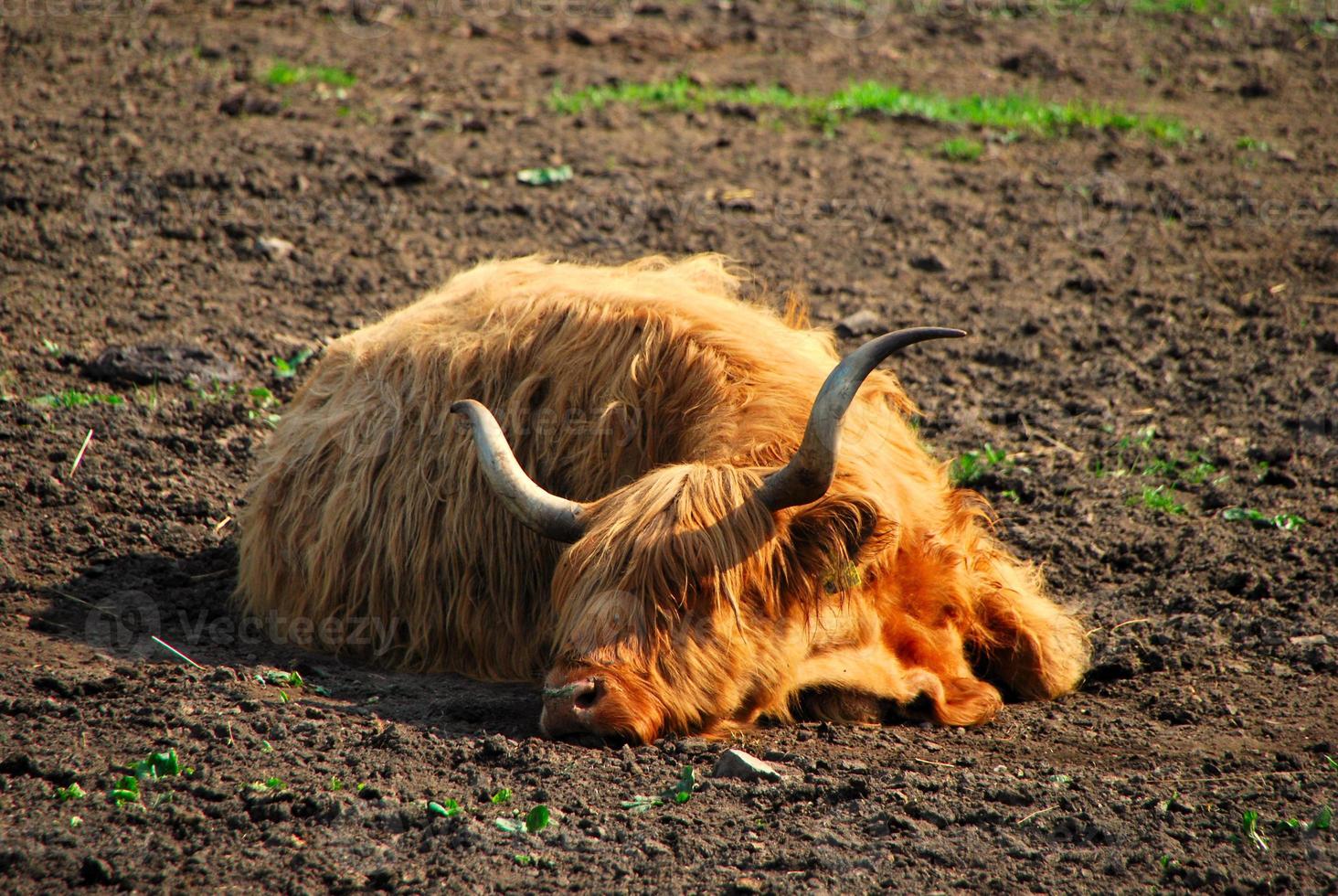 high land cattle sleep photo