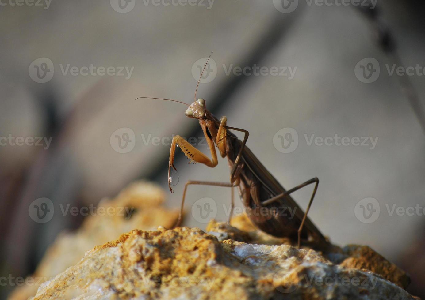 mantis religiosa en la vista de detalle del jardín foto