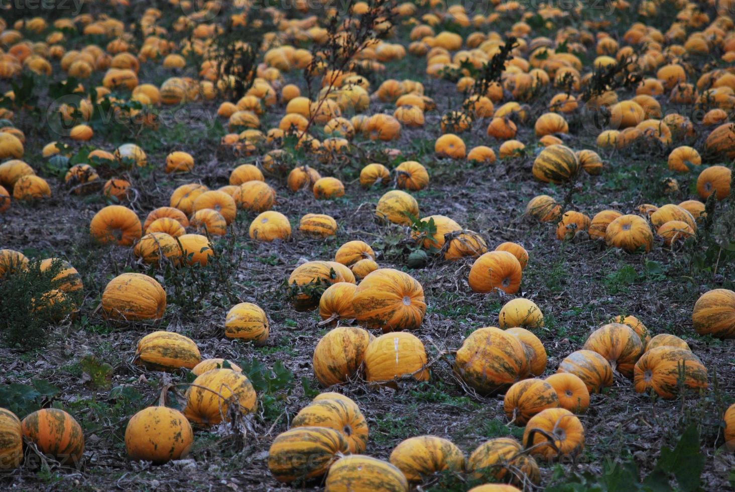 pumpkins on a field photo