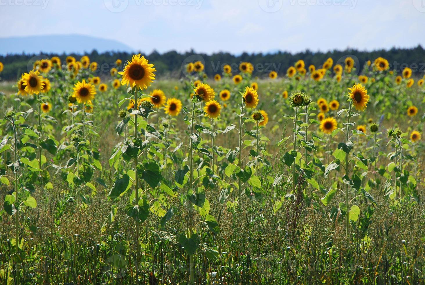 girasol en el verano foto