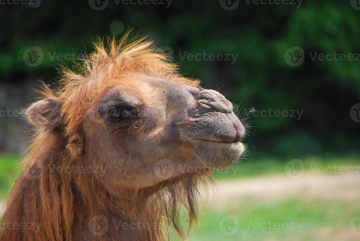camel looking in a zoo photo