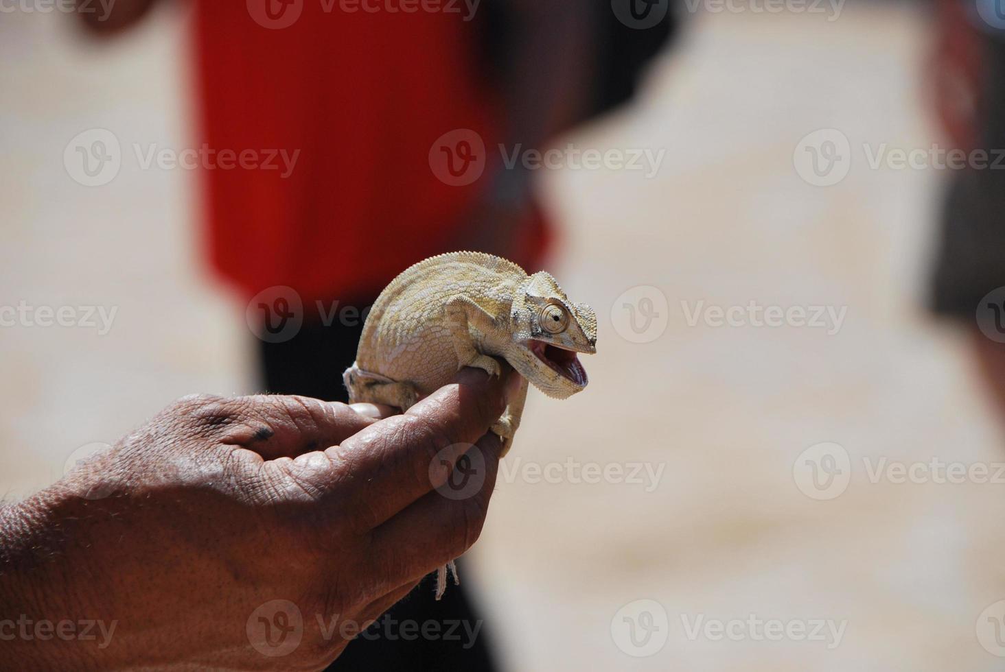 chamaeleon in a hand detail photo