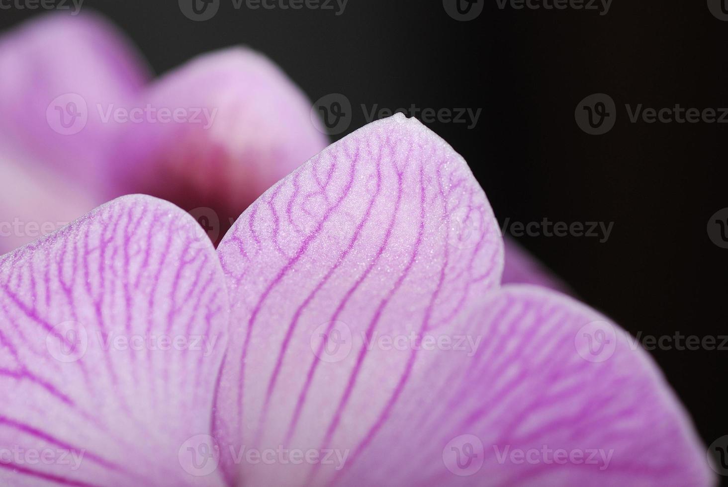 flor de orquídea de cerca foto