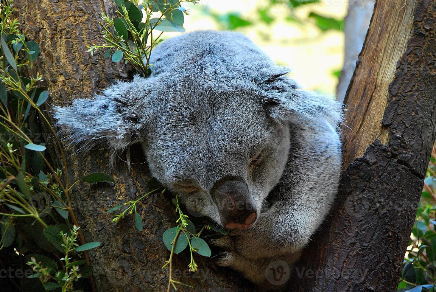 little koala sleeping detail photo