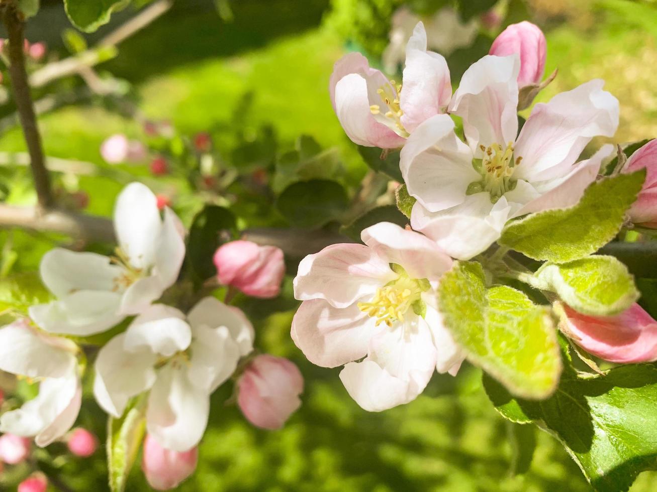 Blooming apple tree branch with pink flowers. photo