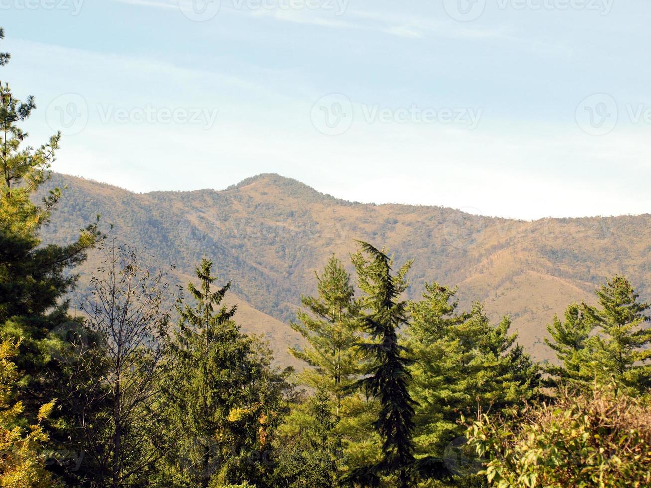 montaña detrás de pinos foto