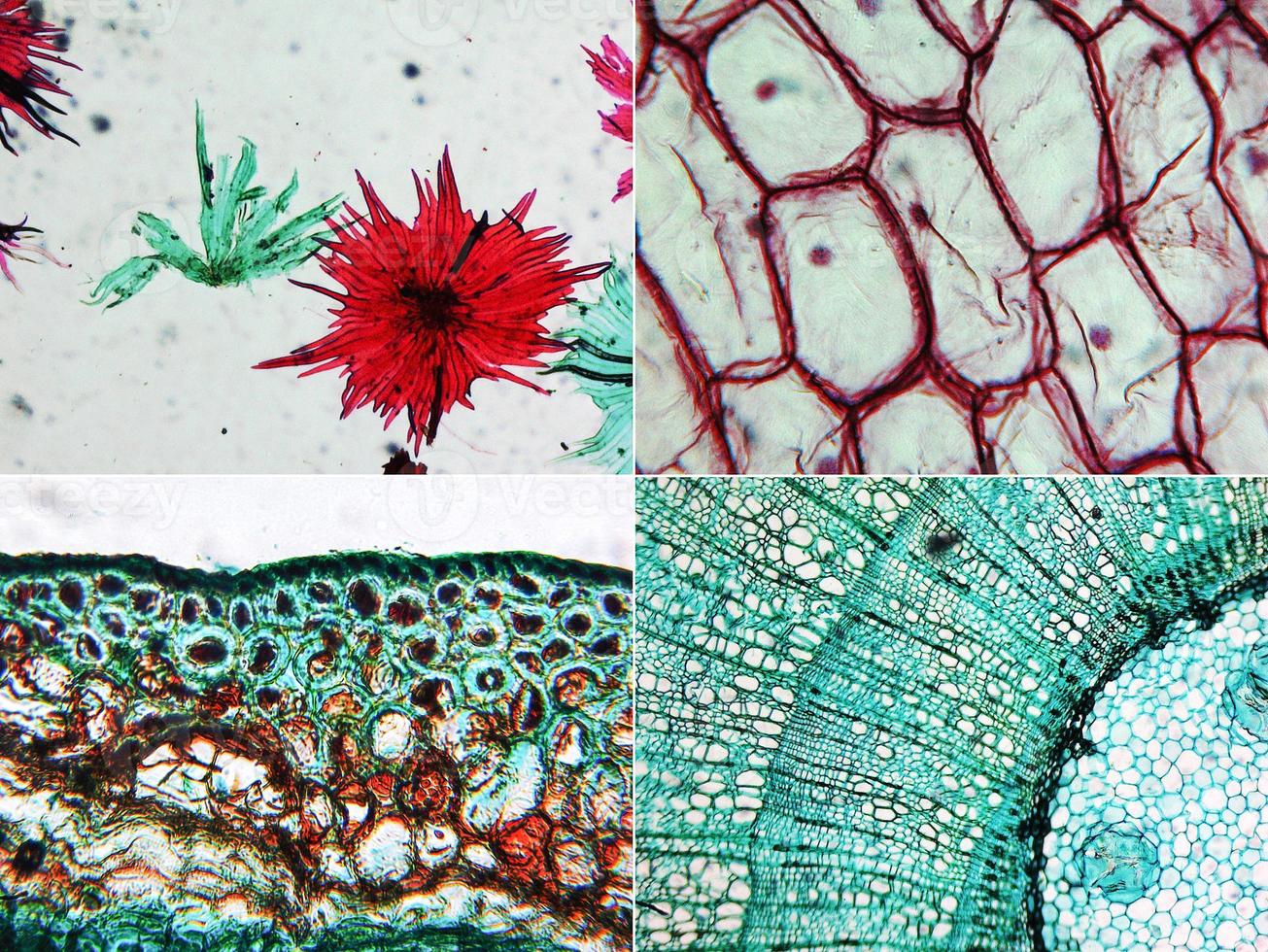 micrografía de manzana, cebolla y madera de pino foto