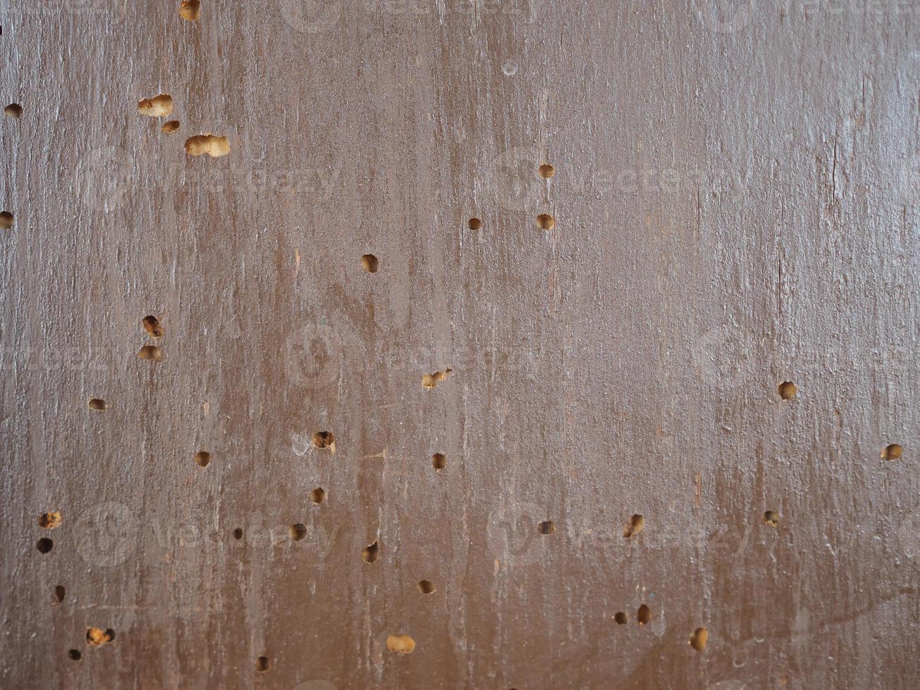 Wood damaged by furniture beetle photo