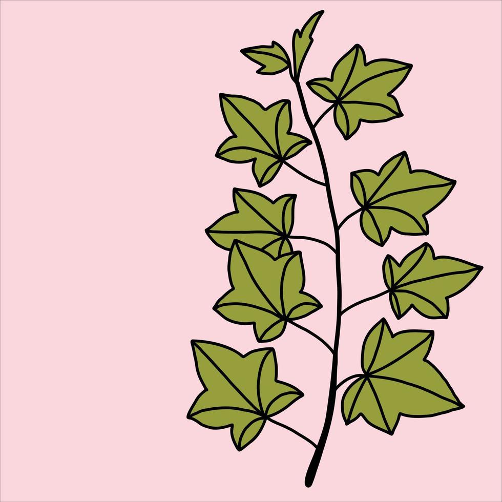 simplicity ivy freehand drawing flat design. vector