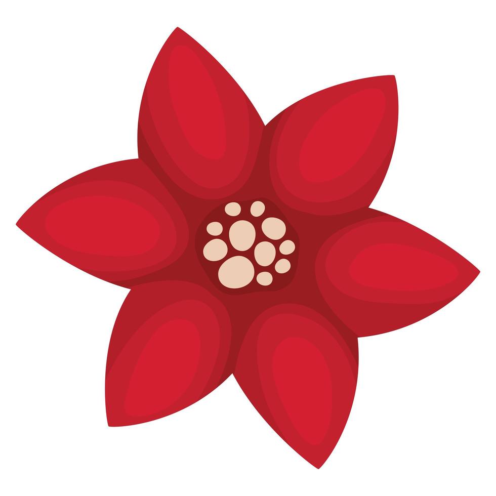 crimson poinsettia illustration vector