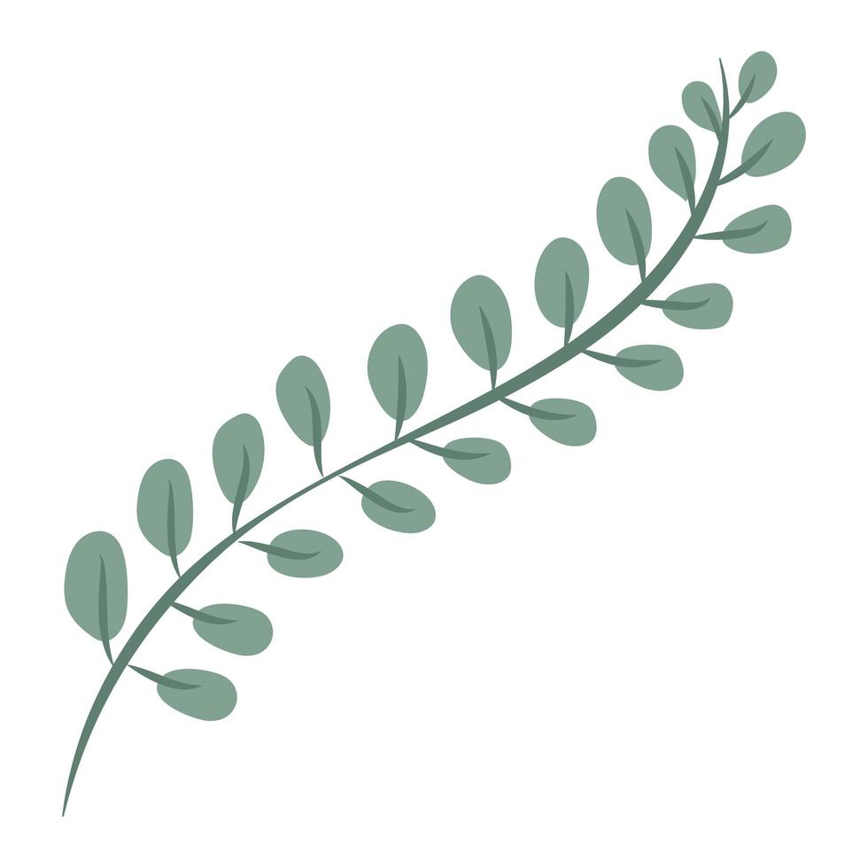 oval leaves branch vector