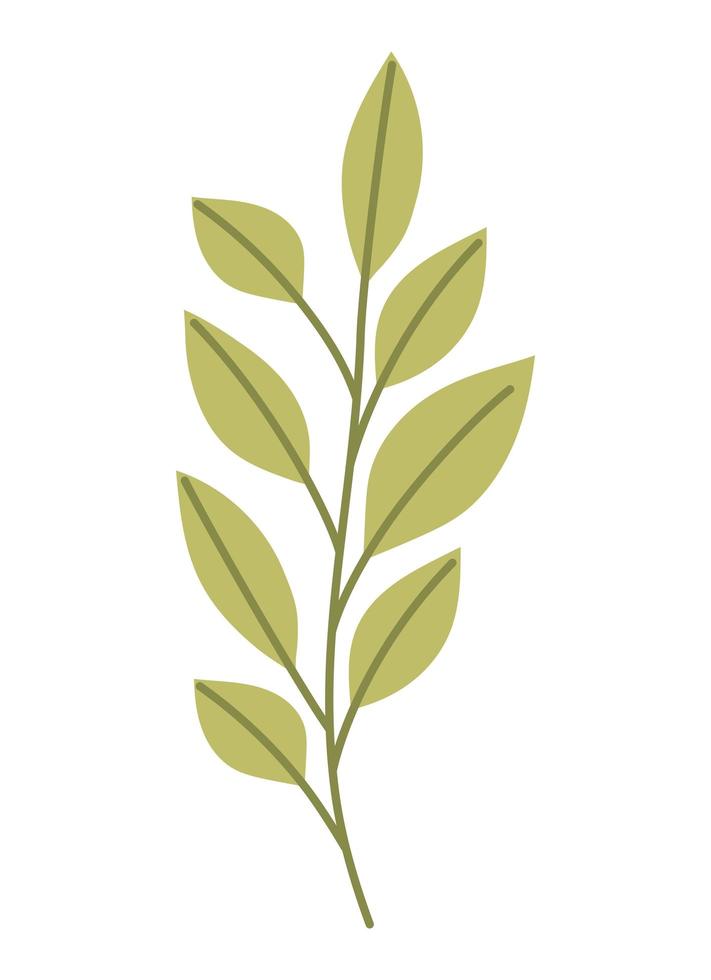 nice leaves branch vector