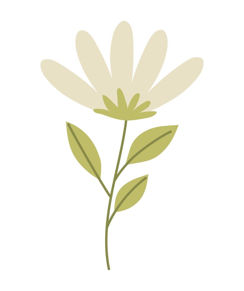 nice daisy design vector