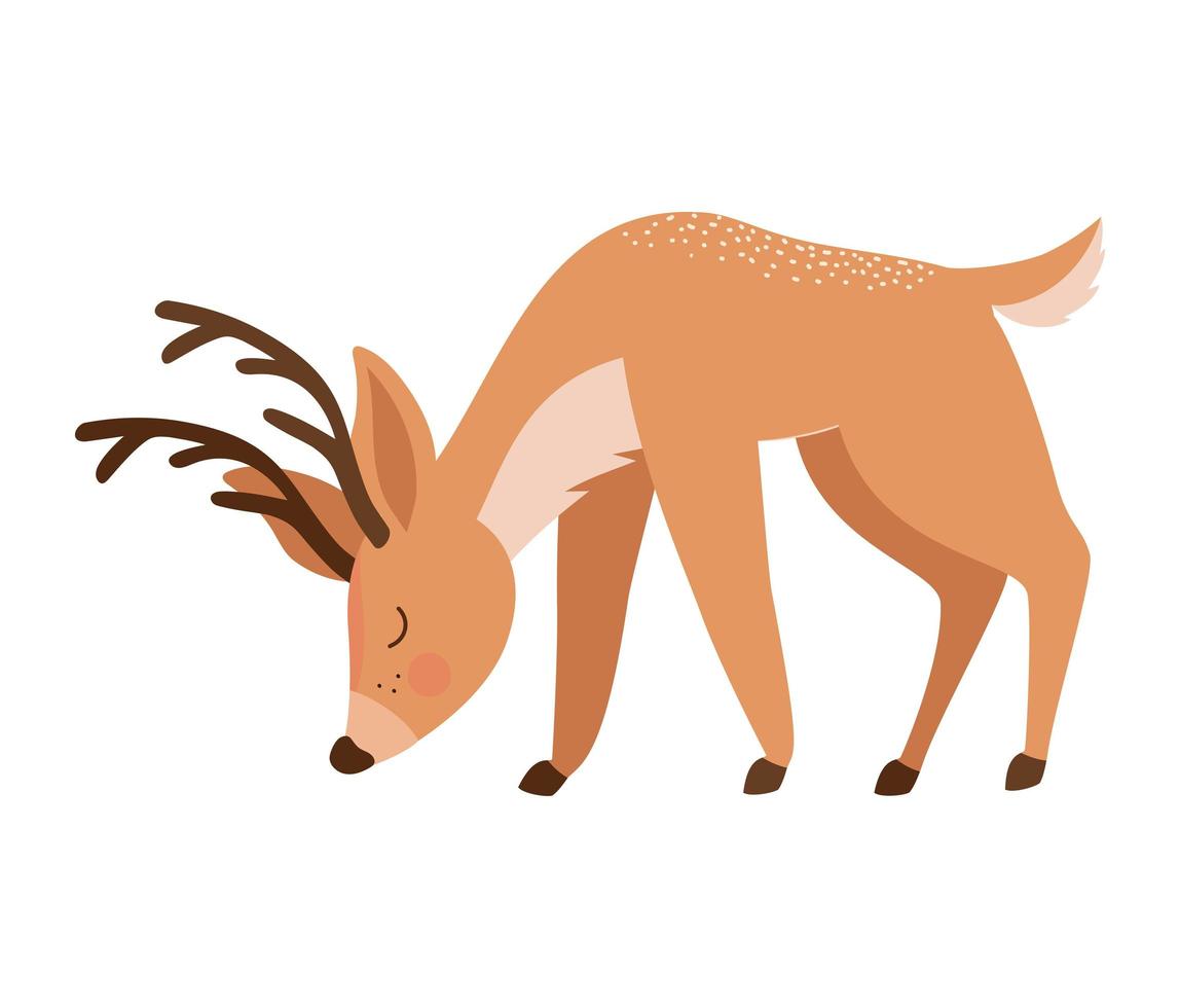 beautiful reindeer design vector