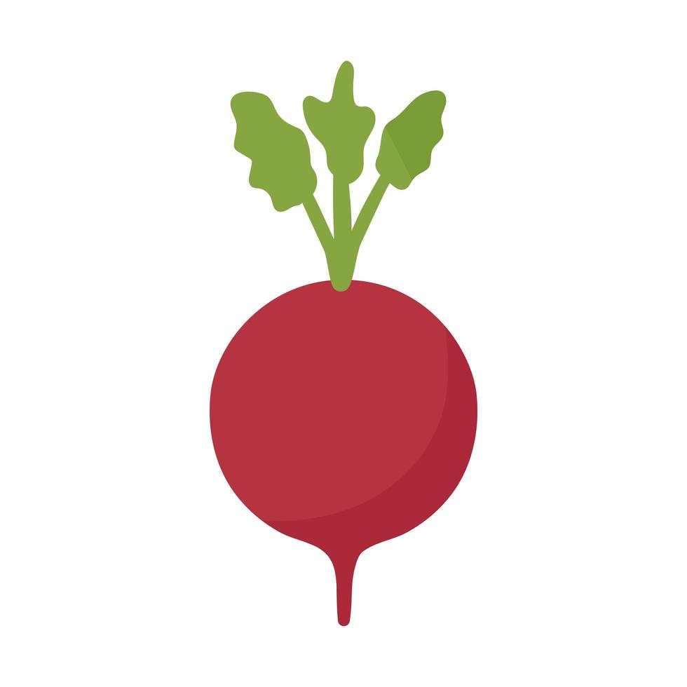 beet with a purple color vector