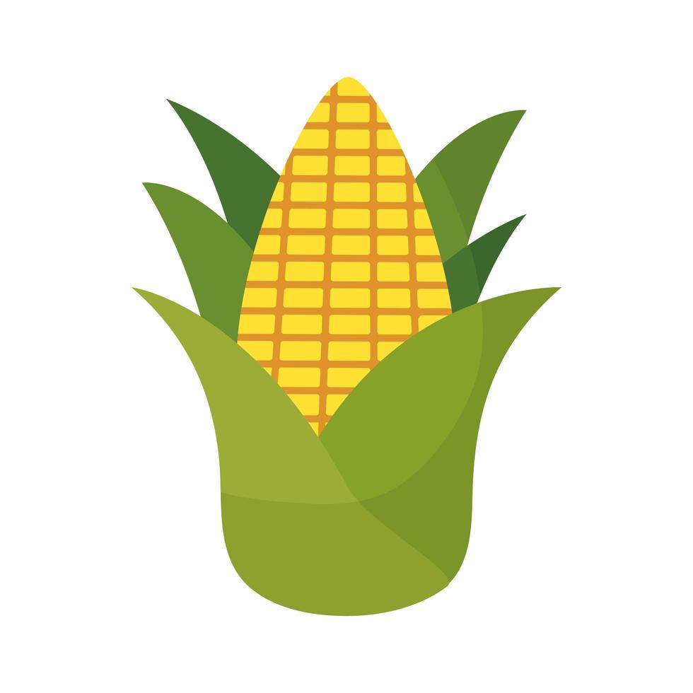 fresh cob corn isolated icon vector