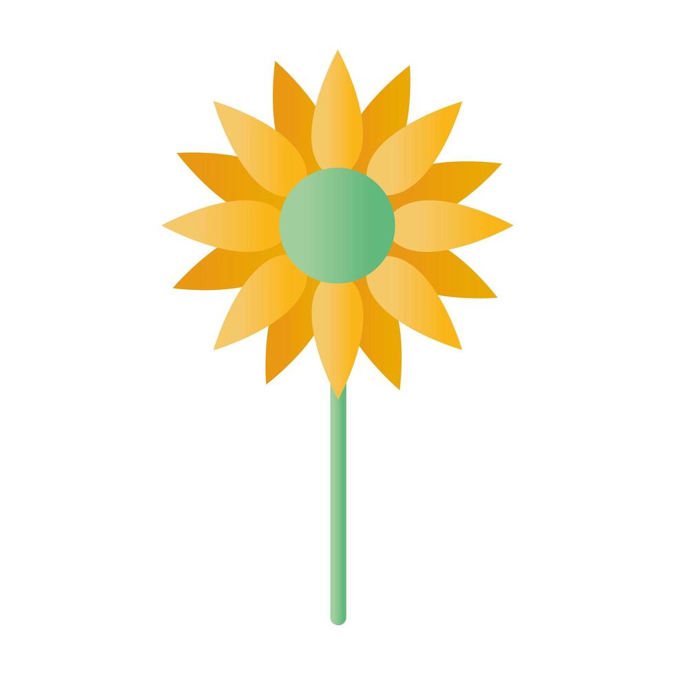 sunflower with a yellow color vector
